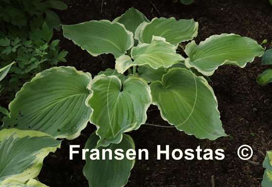 Hosta Nutty Professor